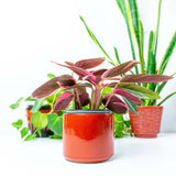 1960s Carstens Tönnishof WGP CERAMIC PLANTER, high glossy fire red