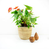 Large 1960s beige brown CLINKER CERAMIC PLANTER Westgerman Pottery