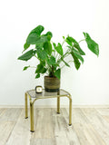 Golden 1980s Smoked GLASS CHROME Side End TABLE Nightstand