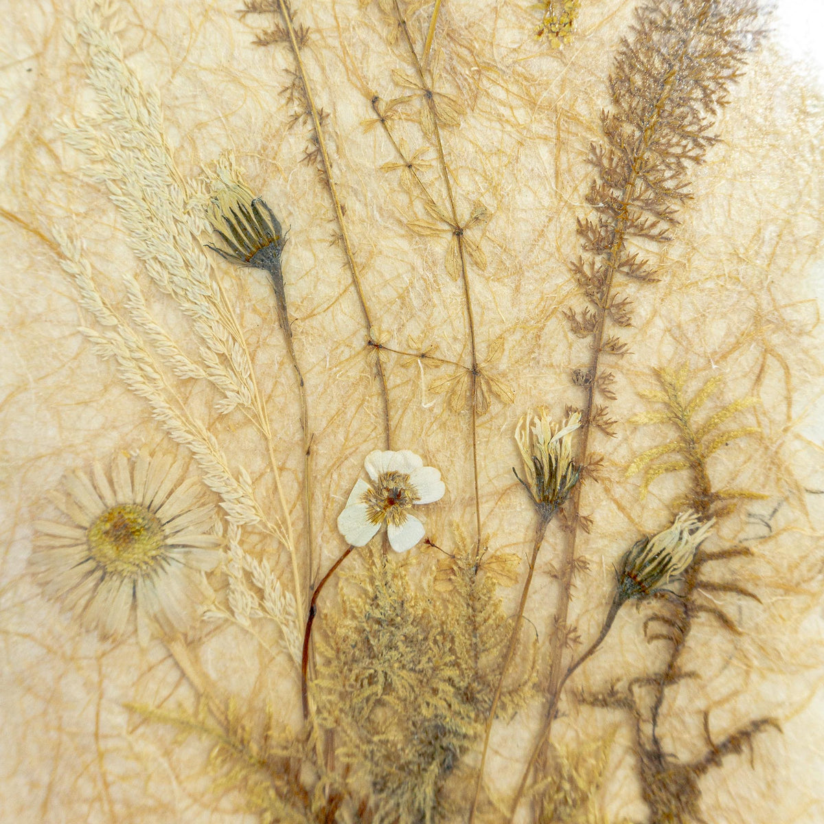 銅版画「Dry Flower」 Large 1960s vintage DRIED FLOWERS wall art picture wooden framed