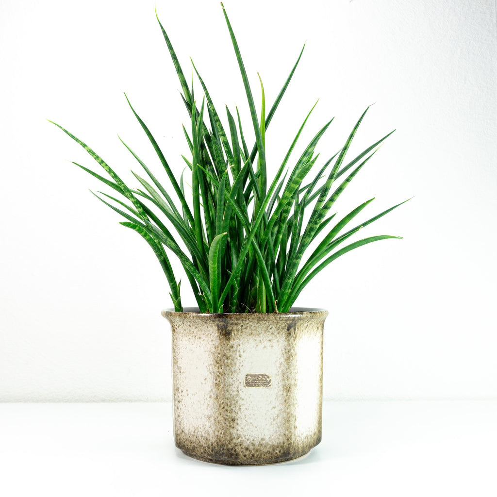 large beige plant pot Large 1970s Beige Brown Midcentury Ceramic Planter by SCHEURICH 932-18 – VINTARAMA