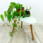 MIDCENTURY KIDNEY Side TABLE or plant stool