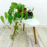 MIDCENTURY KIDNEY Side TABLE or plant stool